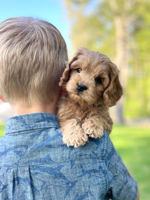 Adorable apricot female Cockapoo puppy enjoying the New Hampshire fresh air and sunshine during her 7 week outdoor photo shoot at Chesley Hill Cockapoos, New England's premier Cockapoo breeder. Chesley Hill Cockapoos lovingly raises Cockapoo puppies for families in Boston, MA, Newport, RI, Greenwich, CT, Westport, CT, Darien, CT, Wilton, CT, New Canaan, CT, Hartford, CT, Bridgeport CT, Manhattan, NY, Sandspoint, NY, Brooklyn, NY, New York City, NY, Portsmouth, NH, Washington DC, Rockville, MD, Bowie, MD, ME, VT, all of New England and the East Coast.