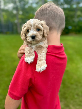Handsome light apricot with white markings F1 Cockapoo puppy lovingly held for his sunny summer 5 week puppy photo shoot at Chesley Hill Cockapoos NH Cockapoo breeder with Cockapoo puppies for sale to families in NH, MA, VT, CT, RI, ME, NJ, NY, PA, Washignton DC, MD, all of New England and the East Coast.
