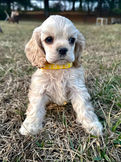 Upcoming dam at Chesley Hill Cockapoos Cockapoo breeder Massachusetts with Cockapoo puppies for sale to families in NH, MA, ME, CT, NY, VT, MD, VA, NC, SC, FL, TX, CA all of New England and East Coast to West Coast