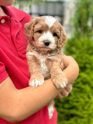 Handsome apricot with white markings F1 Cockapoo puppy lovingly held for his sunny summer 5 week puppy photo shoot at Chesley Hill Cockapoos NH Cockapoo breeder with Cockapoo puppies for sale to families in NH, MA, VT, CT, RI, ME, NJ, NY, PA, Washignton DC, MD, all of New England and the East Coast.