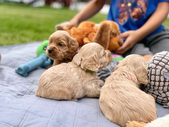 Cockpoo puppies enjoying time outside in NH while in the loving care of Chesley Hill Cockapoos, New England Cockapoo Breeder, providing happy and healthy Cockapoo puppies to loving families in CT, RI, VT, MD, NY, NYC, MA, NH, all of New England and the East Coast.