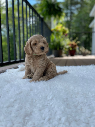 Handsome apricot male Cockapoo puppy posing outside on a sunny summer day on a white faux fur rug for his final photo shoot at Chesley Hill Cockapoos a Cockapoo breeder in New England and just north of Boston.  
Chesley Hill Cockapoos Cockapoo Breeders Massachusetts.