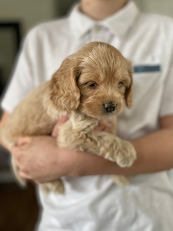 Light apricot with white markings female Cockapoo puppy looking oh so adorable as she poses for the camera for her 5 week phoot shoot at Chesley Hill Cockapoos, a boutique family breeder of Cockapoo puppies in New England, helping loving families thoughout Boston, Massachusetts, RI,CT, NYC, ME, NH, all on New England and the East Coast find their fur-ever Cockapoo puppy.