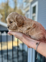 Adorable 4 week old F1 Cockapoo puppy enjoying his outdoor photo shoot on a mild New England day while being raised by Chesley Hill Cockapoos, NH Cockapoo breeder with puppies for sale to families in NH, VT, ME, Newport, RI, Hartford, CT, Boston, Cape Cod, MA, MD, Brooklyn, Manhatttan, New York City, NY, PA, Washington DC, all of New England and the East Coast.