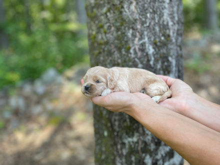 Buff female Cockapoo puppy lovingly posed for her two week photo shoot outside before moss covered tree and granite stone wall.  She and her littermates are being raised by Chesley Hill Cockapoos New England Cockapoo breeder, just north of Boston Massachusetts.