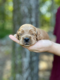Male Cockapoo puppy lovingly held for his 2 week photo shoot at Chesley Hill Cockapoos, New England Cockapoo breeder providing happy and healthy Cockapoo puppies to families in Boston, Massachusetts, NYC, CT, RI, NH, VT, MD, all of New England and the East Coast.