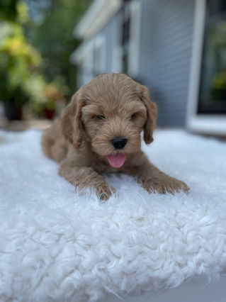 Handsome apricot male Cockapoo puppy posing outside on a sunny summer day on a white faux fur rug for his final photo shoot at Chesley Hill Cockapoos a Cockapoo breeder in New England and just north of Boston.  
Chesley Hill Cockapoos Cockapoo Breeders Massachusetts.