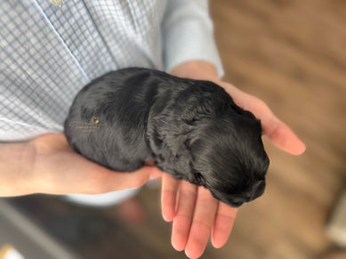 F1 Cockapoo puppy lovingly raised in NH by Chesley Hill Cockapoos California's premier Cockapoo breeder with Cockapoo puppies for sale to families in NH, MA, NYC, NY, CT, NC, SC, FL, GA, TX, WA, CA, OR, UT, VA, MD, ME, VT, all of New England and East Coast to West Coast