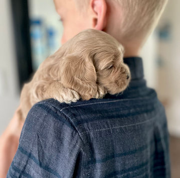 Adorable light apricot female cockapoo puppy posed and lovigly held for her 4 week photo shoot at Chesley Hill Cockapoos, New Hampshire's premier Cockapoo breeder with puppies for sale to families in CT, MA, RI, MD, ME, NH, VT, NY, NYC, Philadelphia, Washington DC, all of New England and the East Coast.
