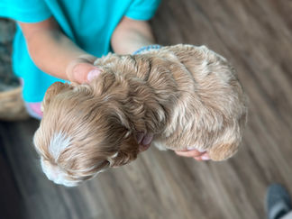 Handsome apricot with white male F1 Cockapoo puppy lovingly held by a young boy for the pups 2 week photo shoot at Chesley Hill Cockapoos NH Cockapoo breeder with Cockapoo puppies for sale to loving families in NH, Boston, Cape Cod, MA, Hartford, CT, Manhattan, Brooklyn, New York City, NY, Newport, RI, NJ, MD, Washington DC, Philadelphia, PA all of New England and the East Coast.
