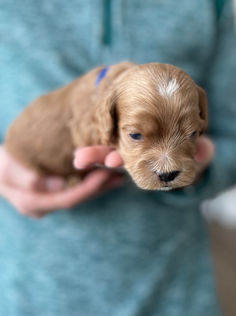 3 week old apricot with white markings male cockapoo puppy being held by a young boy wearing a green fleece for the pups photo shoot at Chesley Hill Cockapoos, a boutique family breeder located in NH providing happy and healthy Cockapoo puppies to loving families in Boston Massachusetts, all of New England and the East Coast.