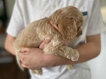 Light apricot with white markings female Cockapoo puppy looking oh so adorable as she poses for the camera for her 5 week phoot shoot at Chesley Hill Cockapoos, a boutique family breeder of Cockapoo puppies in New England, helping loving families thoughout Boston, Massachusetts, RI,CT, NYC, ME, NH, all on New England and the East Coast find their fur-ever Cockapoo puppy.
