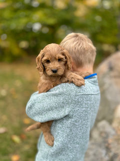 Adorable red F1b Cockapoo puppy lovingly held by a young boy on a lovely New England Fall Day for the pups final photo shoot at Chesley Hill Cockapoos NH Cockapoo breeder with puppies for sale to families in MA, NYC, CT, RI, NH, NJ, VT, ME, MD, Washington DC, all of New England and the East Coast.