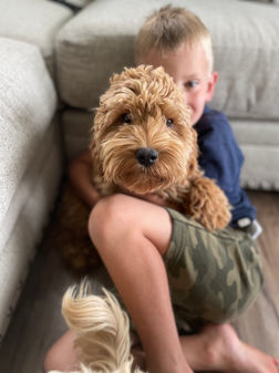 Beautiful apricot female Cockapoo puppy living her best life as part of the Chesley Hill Cockapoos family.  Chesley Hill Cockapoos is a family breeder of Cockapoo puppies located just north of Boston, providing happy and healthy Cockapoo puppies to loving families in Boston, MA, NYC, NY, CT, RI, VT, NH, ME, all of New England and the East Coast.