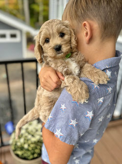 Adorable apricot with white markings F1 male Cockapoo puppy lovingly held during the puppies final photo shoot at Chesley Hill Cockapoos, Massachusetts premier Cockapoo breeder with Cockapoo puppies for sale to families in NH, ME, VT, CT, RI, NY, NYC, NJ, PA, MD, Washington DC, all of New England and the East Coast.