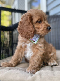 Handsome apricot with white markings 8 week old male Cockapoo puppy posed outside on a sunny summer day on a black wicker chair and earth tone cushion while wearing a gelato themed doggie bandana.  He has been lovingly raised by the Chesley Hill Cockapoos family, a Cockapoo breeder just north of Boston, providing happy and healthy Cockapoo puppies to families in NYC, NY, Boston, MA, RI, CT, Hartford, ME, VT, NH, MD, Washington DC, FL, all of New England and the East Coast.