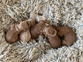 Six, one week old Cockapoo puppies in varying shades of cream, apricot and red nestled together on an earthtoned faux fur dog bed for their one week photo shoot at Chesley Hil Cockapoos, a family breeder of Cockapoo puppies located in NH and providing happy and healthy Cockapoo puppies to loving families in Massachusetts, Boston, NYC, all of New England and the East Coast.