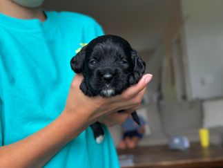 Handsome black with white male F1 Cockapoo puppy lovingly held by a young boy for the pups 2 week photo shoot at Chesley Hill Cockapoos NH Cockapoo breeder with Cockapoo puppies for sale to loving families in NH, Boston, Cape Cod, MA, Hartford, CT, Manhattan, Brooklyn, New York City, NY, Newport, RI, NJ, MD, Washington DC, Philadelphia, PA all of New England and the East Coast.