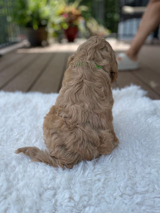 Handsome apricot male Cockapoo puppy posing outside on a sunny summer day on a white faux fur rug for his final photo shoot at Chesley Hill Cockapoos a Cockapoo breeder in New England and just north of Boston.  
Chesley Hill Cockapoos Cockapoo Breeders Massachusetts.