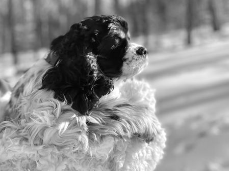 Cocker Spaniel lovingly raised as part of the Chesley Hill Cockapoos family in NH. Chesley Hill Cockapoos is a family breeder of Cockapoo puppies in NH, with Cockapoo puppies for sale to families in Boston, MA, Newark, NJ, Newport, RI, Hartford, CT, New York City, NY, Washington DC, MD, VT, ME, all of New England and the East Coast.