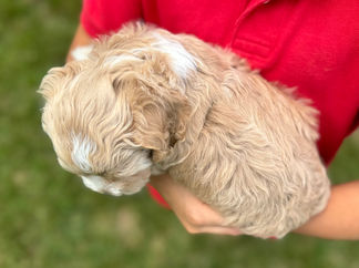 Handsome light apricot with white markings F1 Cockapoo puppy lovingly held for his sunny summer 5 week puppy photo shoot at Chesley Hill Cockapoos NH Cockapoo breeder with Cockapoo puppies for sale to families in NH, MA, VT, CT, RI, ME, NJ, NY, PA, Washignton DC, MD, all of New England and the East Coast.
