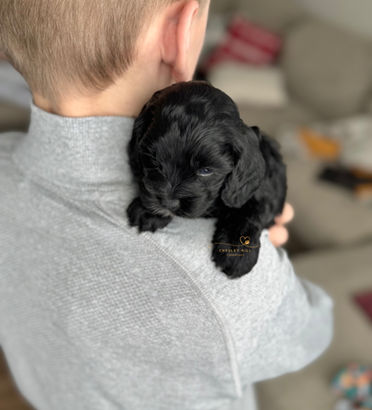F1 Cockapoo puppy lovingly raised by Chesley Hill Cockapoos Florida's premier Cockapoo breeder with Cockapoo puppies for sale to families in Miami, Naples, Florida, NH,MA, VT, ME, CT, NY, MD, VA, GA, NC, SC, TX, WA, OR, CA, FL all of New England and East Coast to West Coast