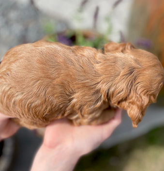 Beautiful apricot female 4 week old Cockapoo puppy lovingly held by a young boy during the pups sunny spring day outdoor photo shoot. The pup is being raised as part of the Chesley Hill Cockapoos family, New England's premier Cockapoo breeder just north of Boston, providing happy and healthy Cockapoo puppies to families in Portsmouth, NH, Boston, Cape Cod, MA, Providence, RI, Hartford, CT, Manhattan, NYC, NY, Newark, NJ, Philadelphia, Providence, RI, ME, VT, Washington DC, MD, all of New England and the East Coast.