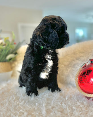Adorable F1 Cockapoo puppy having a Christmas themed final photo shoot at Chesley Hill Cockapoos New Hampshire's premier Cockapoo breeder with Cockapoo puppies for sale to families in CT, NY, NJ, PA, RI, ME, MA, VT, NH, MD, Washington DC, CA, FL, all of New England and the East Coast.