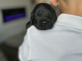 2 week old F1 Cockapoo puppy lovingly raised by Chesley Hill Cockapoos New Hampshire's premier Cockapoo breeder with Cockapoo puppies for sale to families in MA, ME, VT, NH, NY, CT, NYC, RI, PA, Washington DC, MD, all of New England and the East Coast.