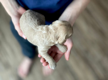 Buff male cockapoo puppy lovingly held in the hands of a boy for his first photo shoot at Chesley Hill Cockapoos NH Cockapoo puppy breeder lovingly raising Cockapoo puppies for families in NH, Boston, Cape Cod, MA, VT, RI, Hartford, CT, Manhattan, NYC, NY, Washington DC, MD, all of New England and the East Coast.