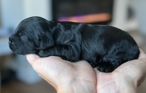 Black male Cockapoo puppy lovingly held in a boys hands for the pups first photo shoot at Chesley Hill Cockapoos, New England's premier Cockapoo breeder.   Chesley Hill Cockapoos raises Cockapoo puppies for families in Boston, Massachusetts, Hartford, Connecticut, New York City, Manhattan, Brooklyn, New York, Newport, Rhode Island, Newark, New Jersey,  New Hampshire, Maine, Vermont, Maryland, Washington DC, all of New England and the East Coast.