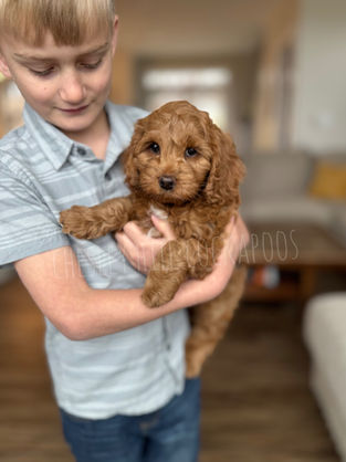 F1b Cockapoo puppy raised by Chesley Hill Cockapoos Connecticut's premier Cockapoo breeder with Cockapoo puppies for sale to families in MA, NH, VT, ME, RI, CT, MD, NY, PA, NJ, CA, FLA, all of New England and the East Coast.