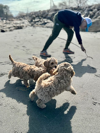 Cockapoo puppies romping about at the beach