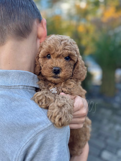 Male F1b Cockapoo puppy raised in NH by Chesley Hill Cockapoos Connecticut's premier Cockapoo breeder with Cockapoo puppies for sale to families in CT, NY, MA, RI, CA, OR, UT, FL, TX, NC, WA, VA, MD, NH, ME, VT all of New England and East Coast to West Coast