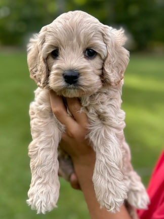 Handsome light apricot with white markings F1 Cockapoo puppy lovingly held for his sunny summer 5 week puppy photo shoot at Chesley Hill Cockapoos NH Cockapoo breeder with Cockapoo puppies for sale to families in NH, MA, VT, CT, RI, ME, NJ, NY, PA, Washignton DC, MD, all of New England and the East Coast.