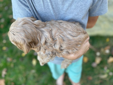 Adorable Cockapoo puppy in the arms of a young boy for the pups final photo shoot at Chesley Hill Cockapoos, New England breeder of Cockapoo puppies for families in Massachusetts, Boston, Cape Cod, New York, Manhattan, Brooklyn, New Jersey, Newark, Connecticut, Hartford, Bridgeport, New Hampshire, Portsmouth, Vermont, Maine, Philadelphia, Washington DC, Maryland, all of New England and the East Coast.