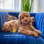 Cockapoo Puppies New England Chesley Hill Cockapoos Cockapoo Puppy NH
