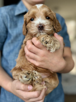 F1 Cockapoo puppy lovingly held by a young boy for the pups 4 weeks photo shoot at Chesley Hill Cockapoos, NH premier Cockapoo puppy breeder with Cockapoo puppies for sale to loving families in Boston, Cape Cod, Massachusetts, Manhattan, Brooklyn, New York City, New York, Newport, Rhode Island, Porstmouth, New Hampshire, Hartford, Connecticut, Maine, Vermont, Philadelphia, PA, Washington DC, Virginia all of New England and the East Coast.