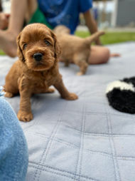 Cockapoo puppies enjoying a mild summer day outside in NH, learning and exploring with new toys, sights, sounds, smells, while being lovingly raised by Chesley Hill Cockapoos New England Cockapoo breeder providing healthy and confident Cockapoo puppies to families in Boston, Providence, Hartford, Trenton, New York City, Portland, Portsmouth, Washington D.C, all of New England and the East Coast.