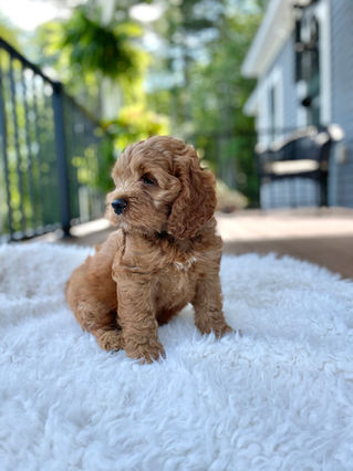 Handsome apricot male Cockapoo puppy posing outside on a sunny summer day on a white faux fur rug for his final photo shoot at Chesley Hill Cockapoos a Cockapoo breeder in New England and just north of Boston.  
Chesley Hill Cockapoos Cockapoo Breeder Boston, Cockapoo Breeder New England.
