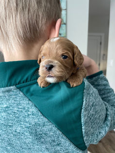 3 week old apricot with white markings male cockapoo puppy being held by a young boy wearing a green fleece for the pups photo shoot at Chesley Hill Cockapoos, a boutique family breeder located in NH providing happy and healthy Cockapoo puppies to loving families in Boston Massachusetts, all of New England and the East Coast.