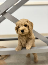F1b Cockapoo puppies at their final vet check while at Chesley Hill Cockapoos, before heading to their forever families in New York, Massachusetts, New Jersey, New Hampshire, Connecticut, Rhode Island, Maryland, Philadelphia, Washington DC, all of New England and the East Coast.