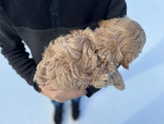 Beautiful female Cockapoo puppy lovingly held in the hands of a young boy for the pups final photo shoot at Chesley Hill Cockapoos, New England Cockapoo breeder with Cockapoo puppies for sale to families in New York, Massachusetts, Rhode Island, Connecticut, Newark, Maine, New Hampshire, Vermont, Washington DC, Maryland, Philadelphia, all of New England and the East Coast.