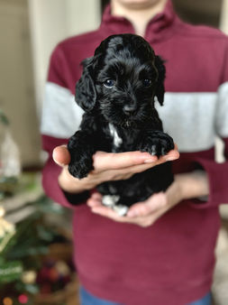 F1 Cockapoo puppy lovingly held by a young boy for the pups 4 weeks photo shoot at Chesley Hill Cockapoos, NH premier Cockapoo puppy breeder with Cockapoo puppies for sale to loving families in Boston, Cape Cod, Massachusetts, Manhattan, Brooklyn, New York City, New York, Newport, Rhode Island, Porstmouth, New Hampshire, Hartford, Connecticut, Maine, Vermont, Philadelphia, PA, Washington DC, Virginia all of New England and the East Coast.
