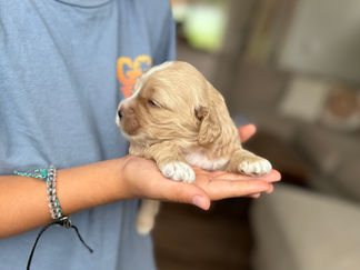 Handsome apricot with white male F1 Cockapoo puppy lovingly held by a young boy for the pups 2 week photo shoot at Chesley Hill Cockapoos NH Cockapoo breeder with Cockapoo puppies for sale to loving families in NH, Boston, Cape Cod, MA, Hartford, CT, Manhattan, Brooklyn, New York City, NY, Newport, RI, NJ, MD, Washington DC, Philadelphia, PA all of New England and the East Coast.