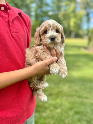 Handsome light apricot with white markings F1 Cockapoo puppy lovingly held for his sunny summer 5 week puppy photo shoot at Chesley Hill Cockapoos NH Cockapoo breeder with Cockapoo puppies for sale to families in NH, MA, VT, CT, RI, ME, NJ, NY, PA, Washignton DC, MD, all of New England and the East Coast.