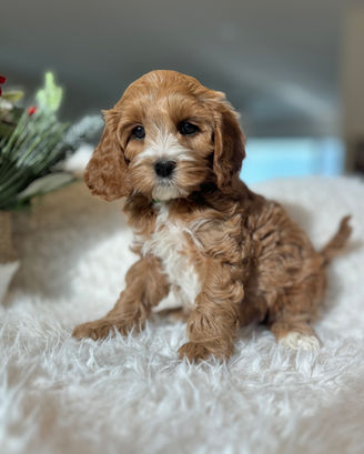 Adorable F1 Cockapoo puppy having a Christmas themed final photo shoot at Chesley Hill Cockapoos Massachusett's premier Cockapoo breeder with Cockapoo puppies for sale to families in CT, NY, NJ, PA, RI, ME, MA, VT, NH, MD, Washington DC, CA, FL, all of New England and the East Coast.