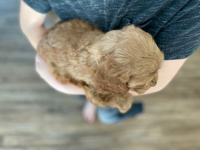 Handsome apricot male cockapoo puppy with slight white swirl on his chest and the cutest black nose posing for his last photo shoot at Chesley Hill Cockapoos a family breeder just north of Boston, providing happy and healthy Cockapoo puppies to loving families in Massachusetts, all of New England and the East Coast.