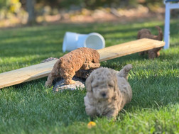 Adorable F1b Cockapoo puppies enjoying playtime outdoors on a sunny fall day in NE while being raised by Chesley Hill Cockapoos Connecticuts premier Cockapoo breeder with Cockapoo puppies for sale to families in NH, ME, MA, RI, CT, VT, NJ, NY, NYC, MD, CA, FL, TX, VA, PA, OR, WA, UT, all of New England and East Coast to West Coast.