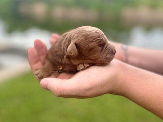 Chesley Hill Cockapoos dark apricot male puppy Dill from the Pickles litter.